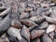 طرح توجیهی پرورش ماهی تیلاپیا به روش مدار بسته با ظرفیت 20 تن در سال