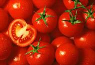 تحقیق آئين كار نگهداري و ترابري گوجه فرنگي