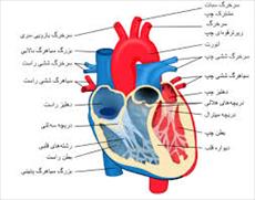 پاورپوینت فیزیولوژی قلب: الکتروکاردیوگرام و تحلیل آن
