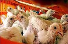 تحقیق بیماری آنفولانزای مرغی